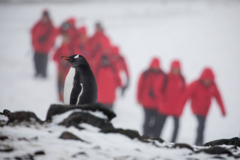 penguin in antarctica with explorers behind