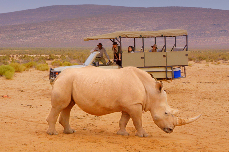 rhino at aquila game reserve