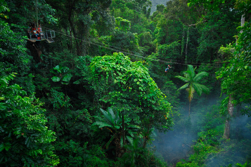 Person riding a zipline over rainforest canopy