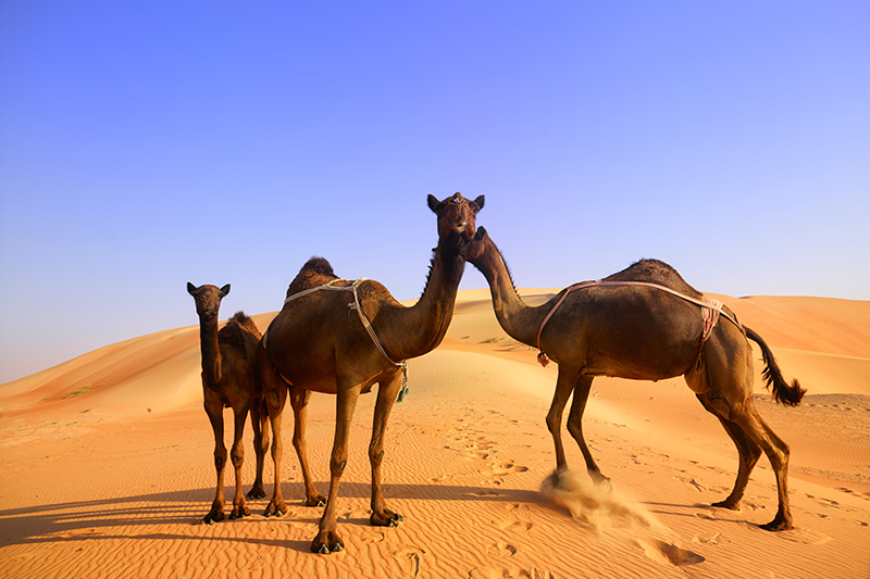 camels in desert near Abu Dhabi