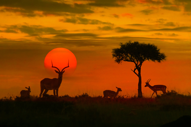 Impala grazing in front of the setting sun