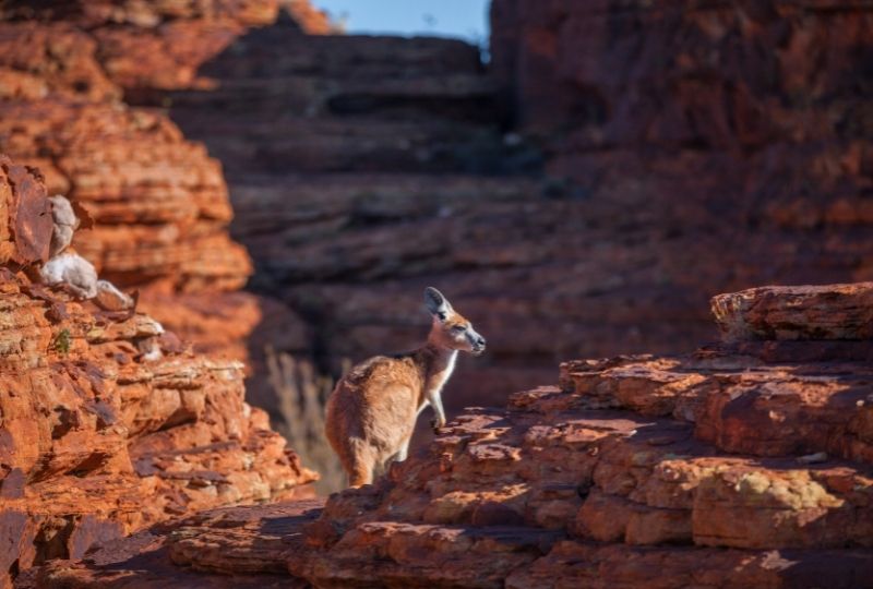 Image of kangaroo in the Australian outback