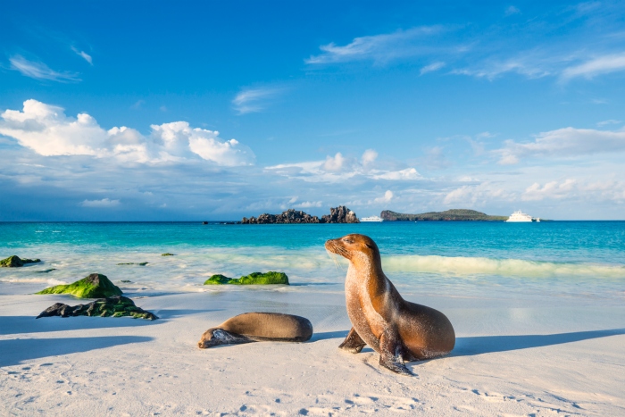 Endemic Galapagos Islands sea lions play on the beach of Espanola Island - cruise trends to try