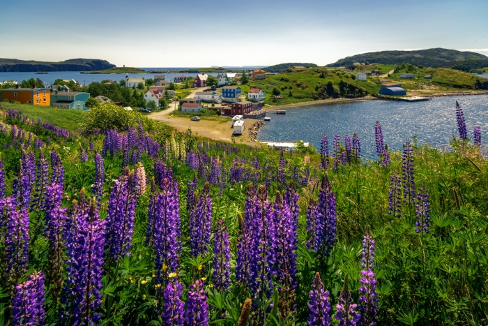 An image of Trinity Bay, Newfoundland, with colourful houses in the background and purple flowers in the foreground - cruise trends to try