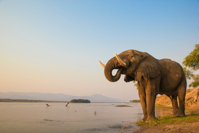 A young elephant bull takes a drink from the Chobe River in Zambezi - cruise trends to try
