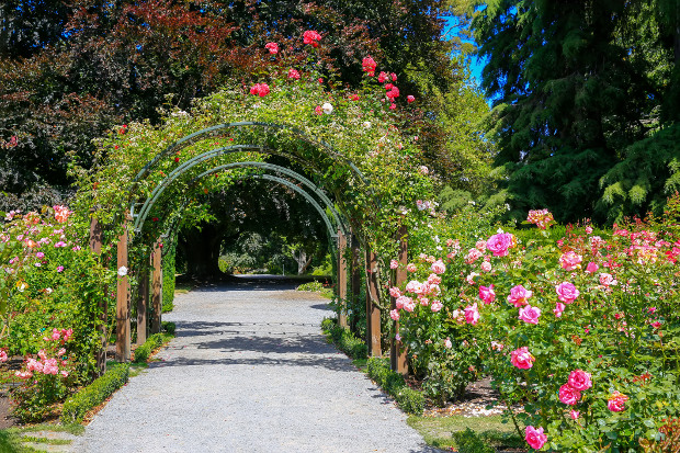 The rose arch at the Christchurch Botanical Gardens