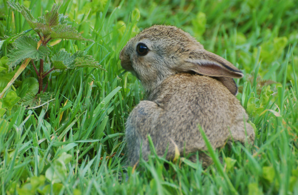 A rabbit nibbles on grass in the Lost Gardens of Heligan, Cornwall, England.
