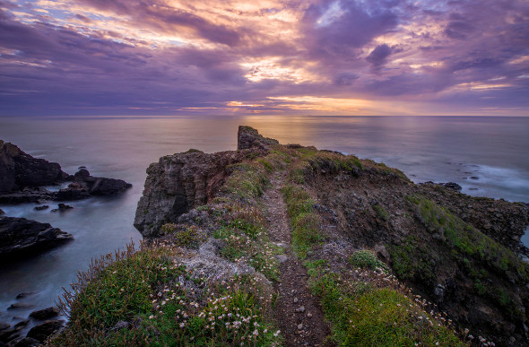 The rugged Cornwall coastline is strewn with wildflowers as the sun sets.