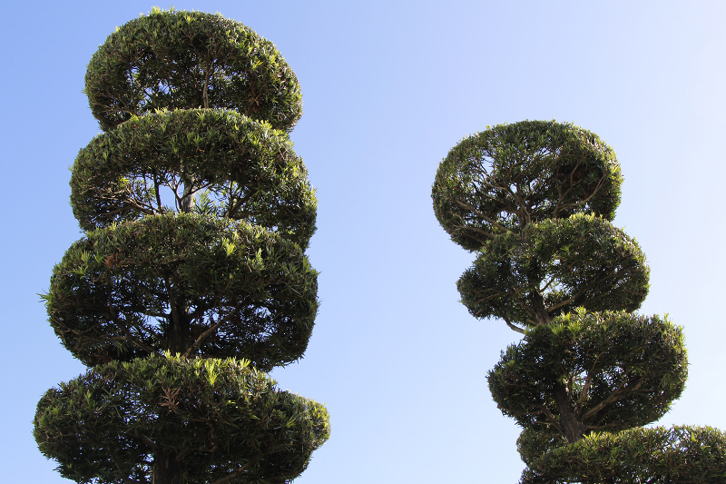 Two topiary trees found in Disneyland