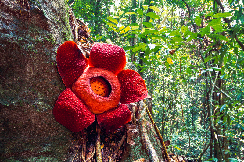 Rafflesia flower in Thailand.
