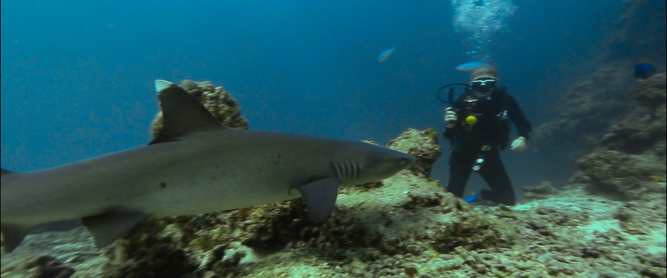 scuba diving with sharks fiji