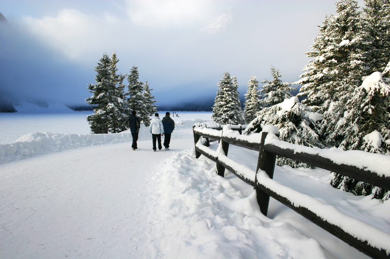 Lake Louise's iconic snow capped fir trees