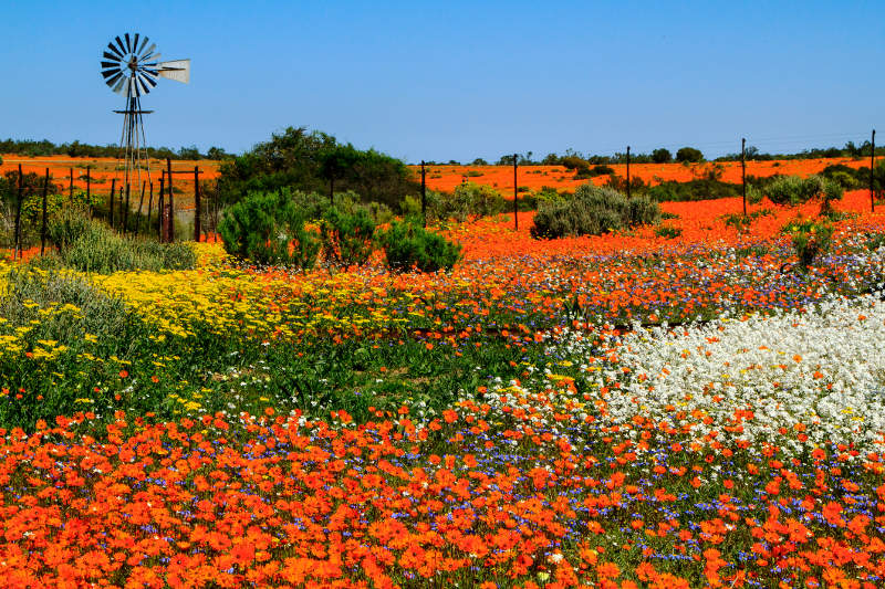 A landscape of spring flowers and a windmill in Namaqualand, South Africa.