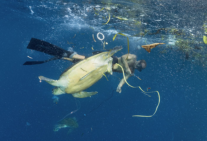 diver helping untangle turtle from rubbish