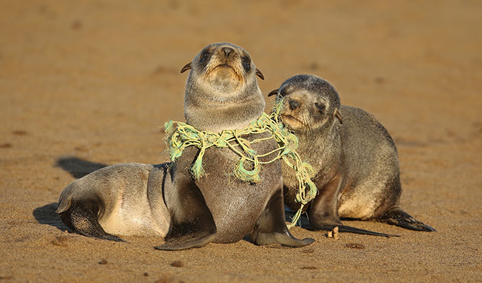 seal with fishing net around neck