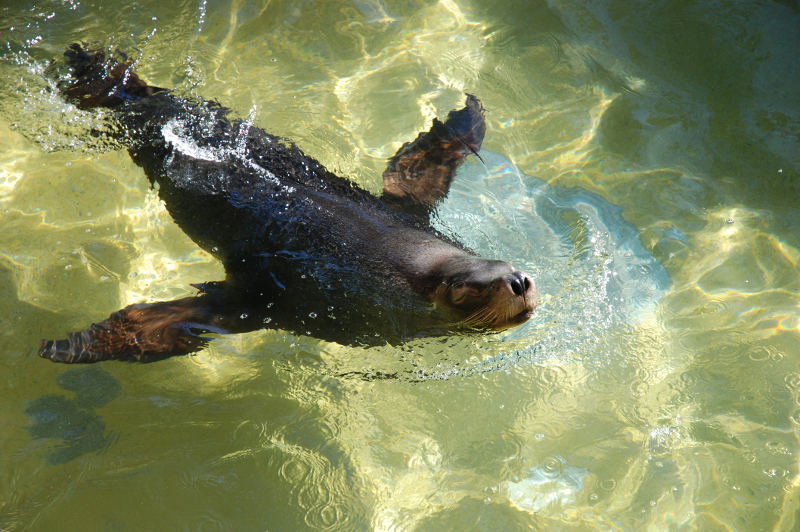 australian sea lion in water at adelaide zoo