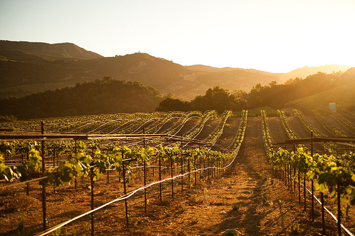 sonoma vineyards california