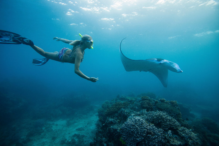 Woman  swimming with manta ray