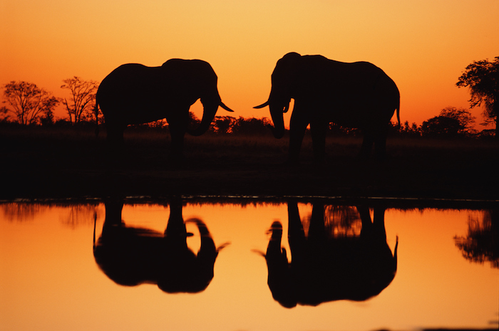 two Elephants roam the banks of the Chobe River in Botswana - romantic travel experiences for valentines day