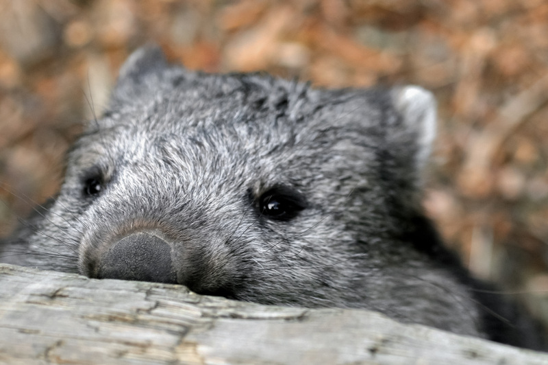 Womat rests his head on a log