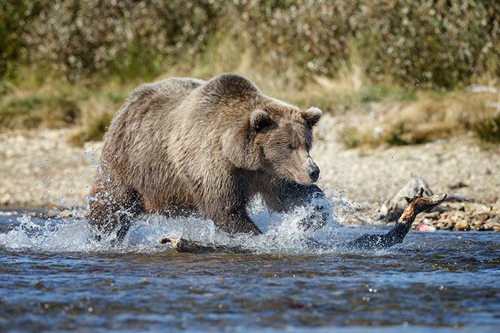 Alaskan grizzlies fishing on the Kenai River. 