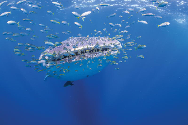 Whale shark swimming with smaller fish