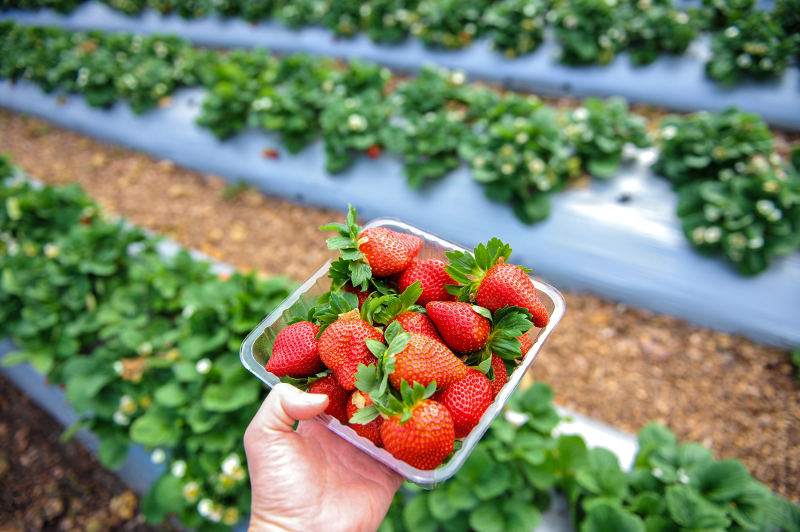 holding punnet of strawberries in strawberry field
