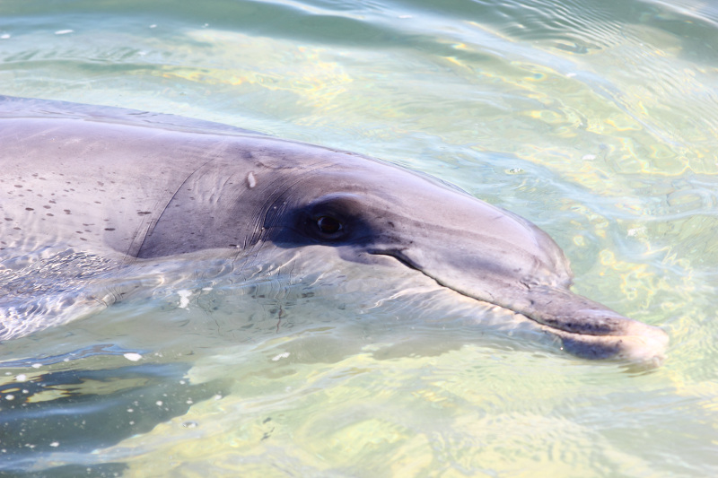 bottlenose dolphin