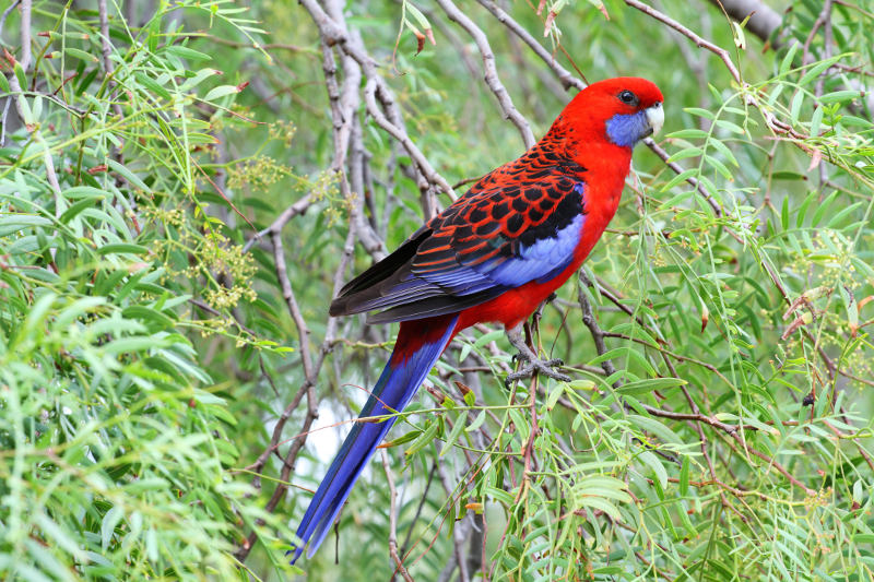 Crimson rosella in a tree