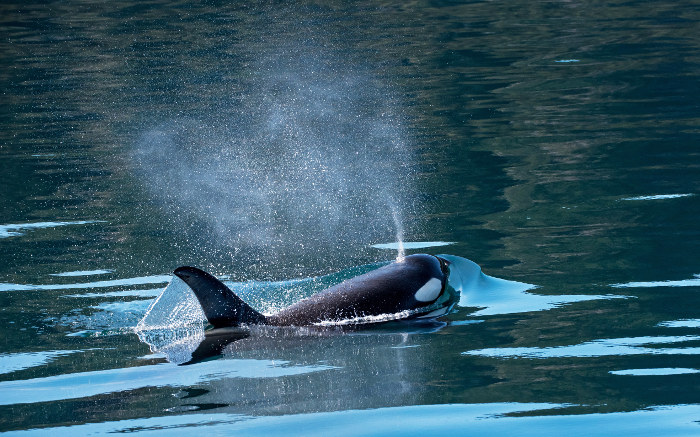 orca killer whale inside passage canada