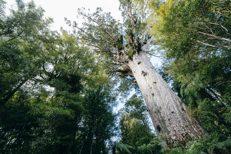 Kauri tree in forest, New Zealand