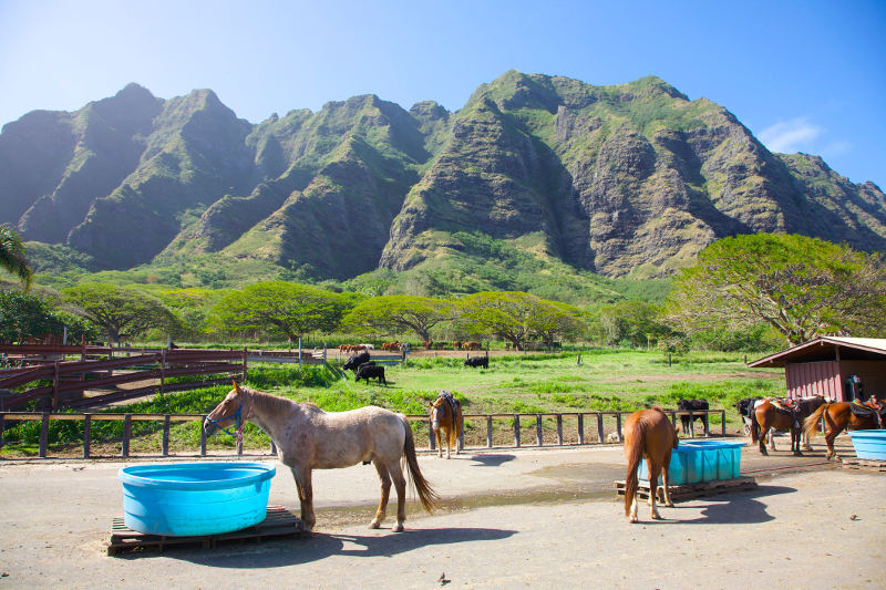 horses with hawaiian mountains behind