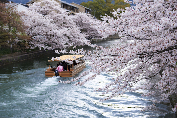 Okazaki canal - lake biwa canal with cherry blossoms in bloom - romantic travel experiences for valentines day