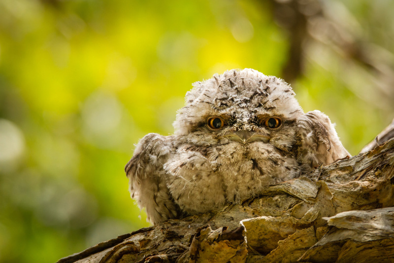 Tawny frogmouth owl