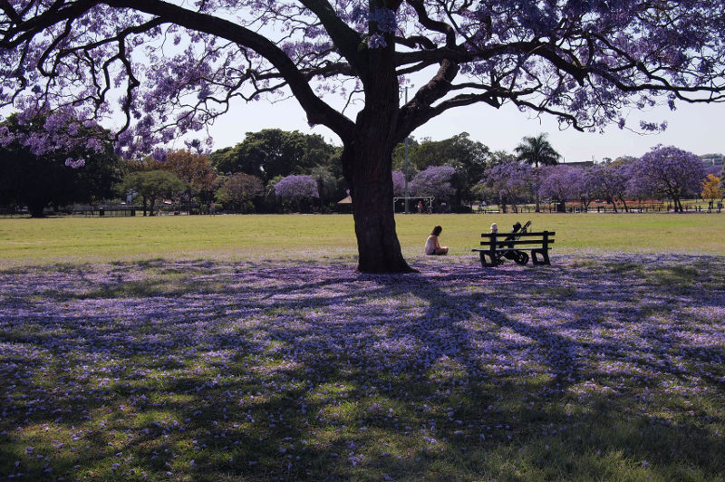 Park bench and jacaranda tree