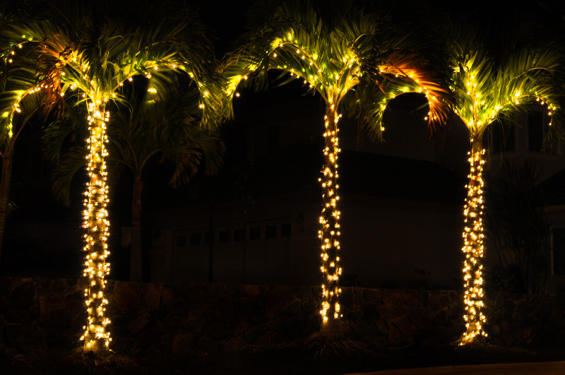 palm trees with christmas lights