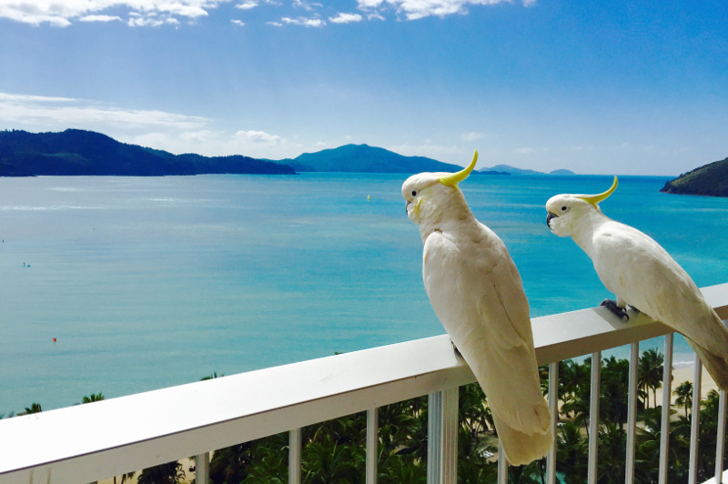 Cockatoos on a balcony on Hamilton Island