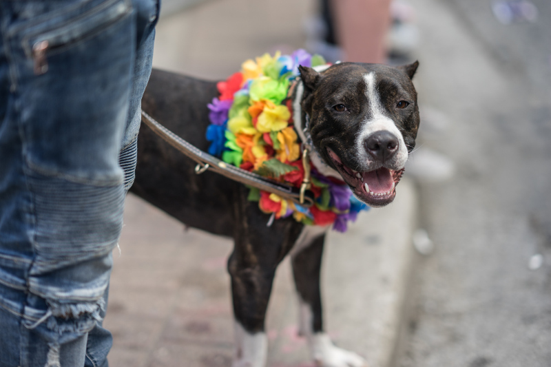 Dog on street wearing colouring floral wrap around neck.