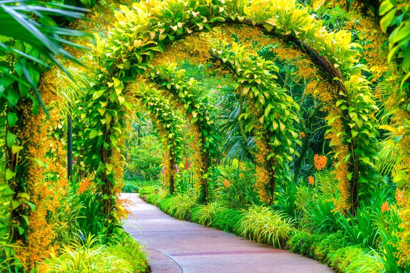 Archway covered in plants, Botantic Gardens Singapore