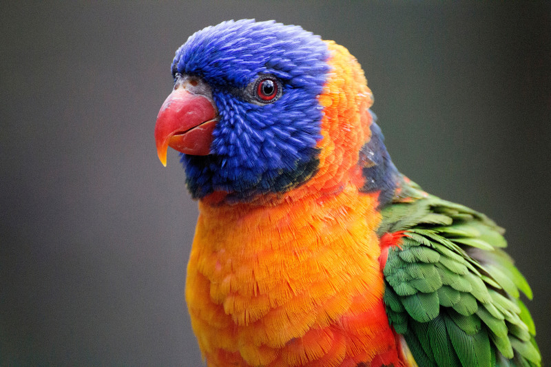 Close up view of a rainbow lorikeet