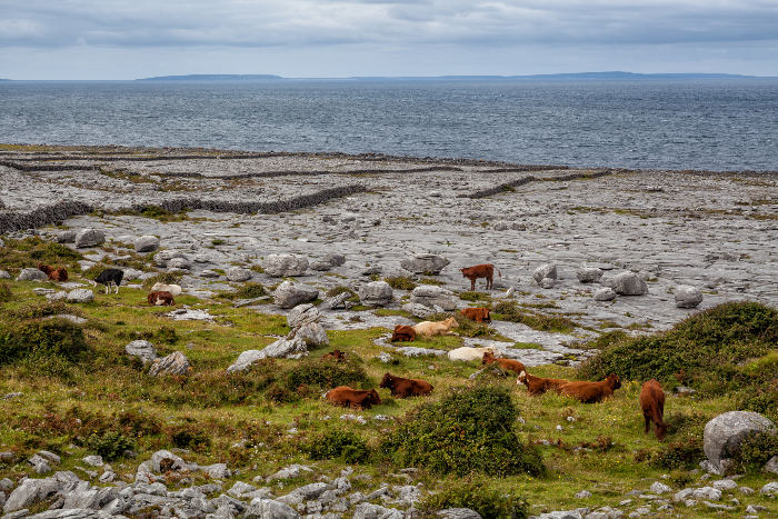 the burren ireland