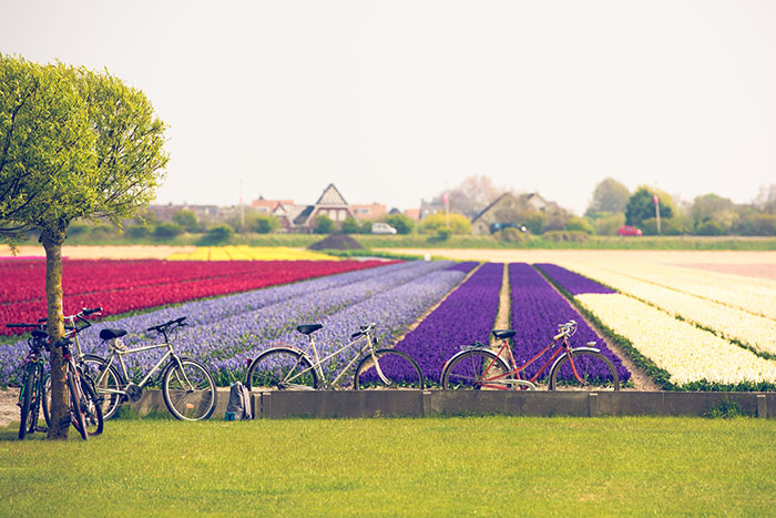 bikes in countryside netherlands