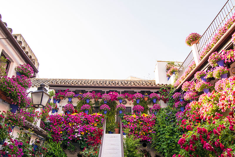 Colourful flowers in Cordoba courtyard festival in spain