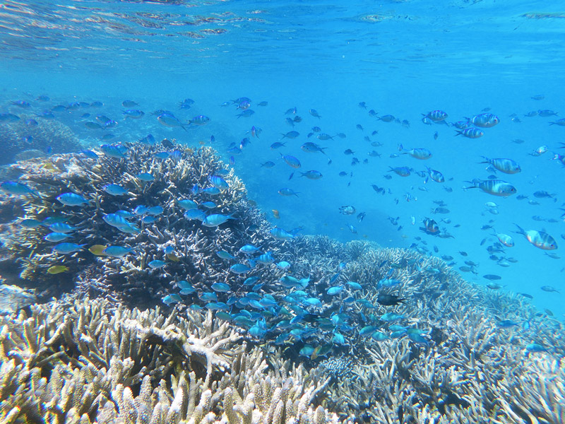 The water visibility is up to 20+ metres at Lady Elliot Island. Photo: Paula Albers