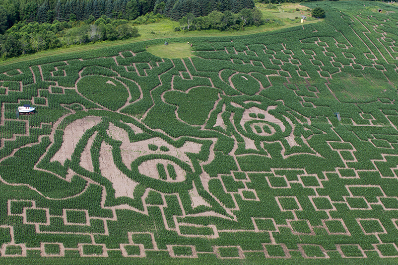 An aerial view of the 2019 Great Vermont Corn Maze