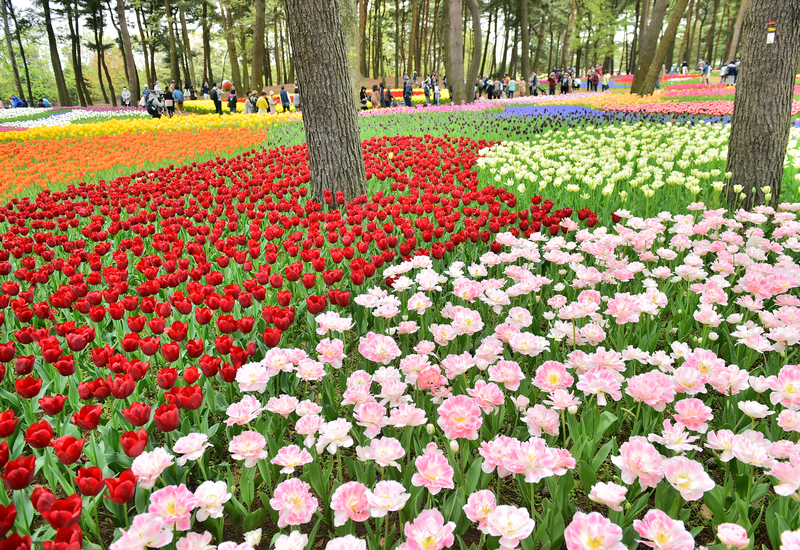 Hitachi Seaside Park in Japan