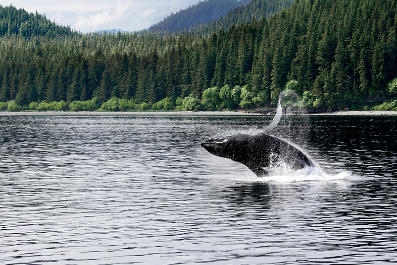 A humpback whale breaches in the Icy Strait