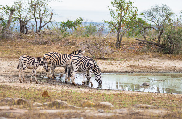 Animals stopping for a drink at a wateringhole