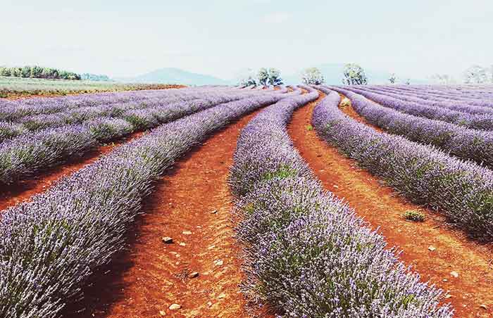 Launceston's lavender fields, Tasmania