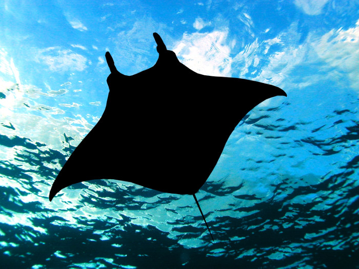 manta ray silhouette from below